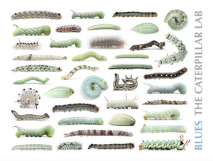BLUE Color Collection Caterpillar POSTERS AND PRINTS