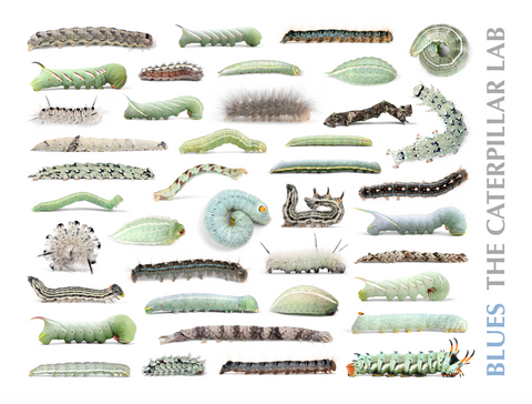 Original Caterpillar Posters – The Caterpillar Lab
