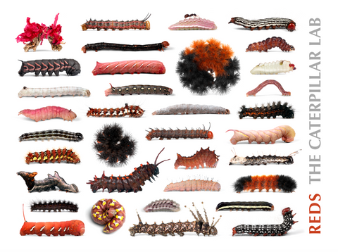 RED Color Collection Caterpillar POSTERS AND PRINTS