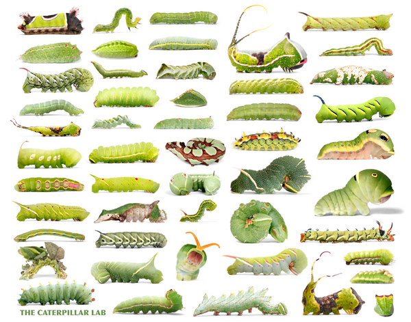 GREEN Color Collection Caterpillar PUZZLES