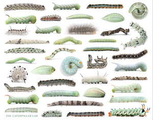 BLUE Color Collection Caterpillar PUZZLES