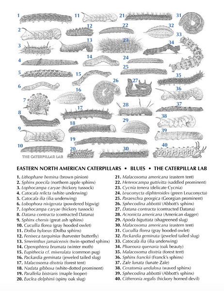 BLUE Color Collection Caterpillar POSTERS AND PRINTS