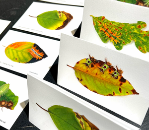 Archival Notecards - Slug Caterpillars, set of 6