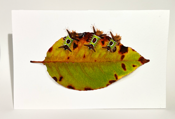 Archival Notecards - Slug Caterpillars, set of 6