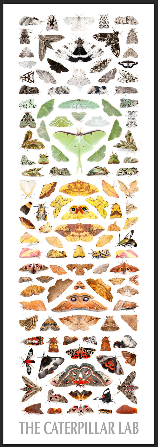 Fine Art “Tower of Color: Moths” Print