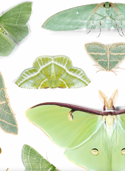 Fine Art “Tower of Color: Moths” and “Tower of Color: Caterpillars” Prints