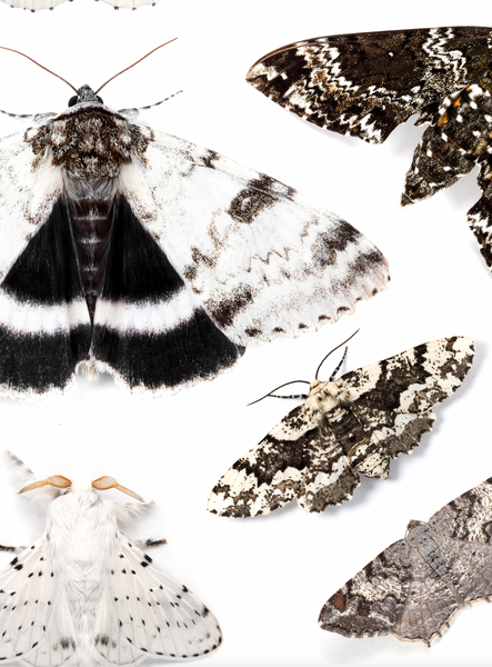 Fine Art “Tower of Color: Moths” Print