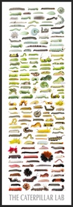 Fine Art “Tower of Color: Caterpillars” Print