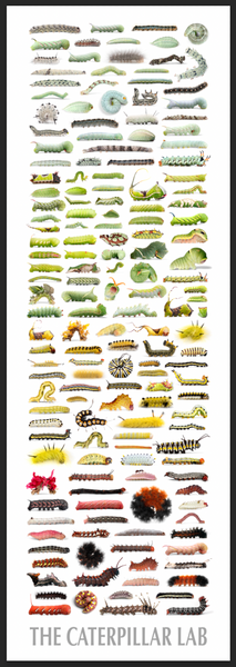 Fine Art “Tower of Color: Caterpillars” Print