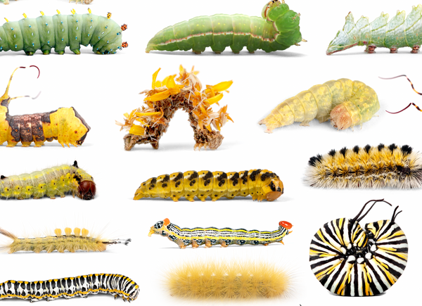 Fine Art “Tower of Color: Moths” and “Tower of Color: Caterpillars” Prints