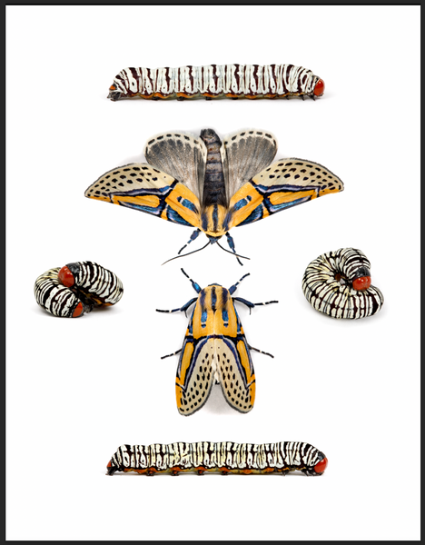 Fine Art Hieroglyphic Moth Print