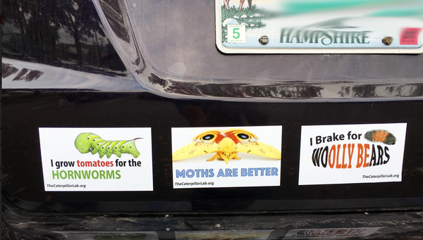 Bumper Sticker "MOTHS ARE BETTER"