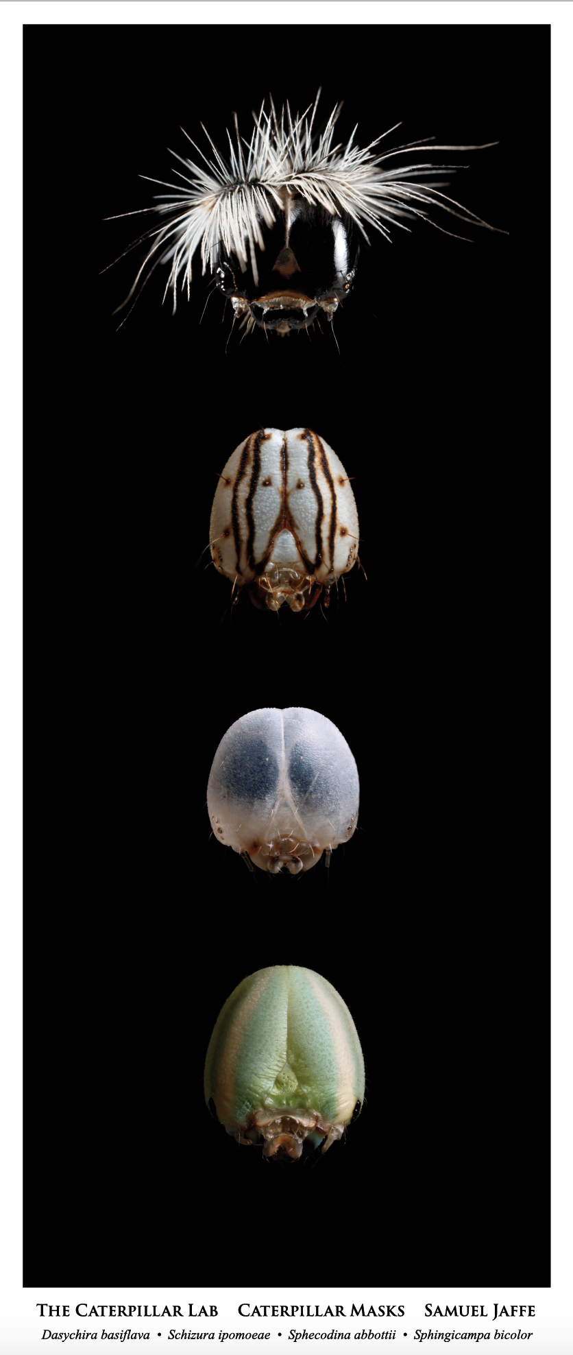 Head Capsule Masks (II) Poster 13x30 Head Capsule Masks (II) Poster 13x30