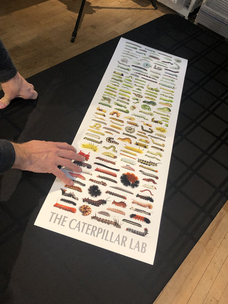 Color Tower Caterpillars Poster 12x36in