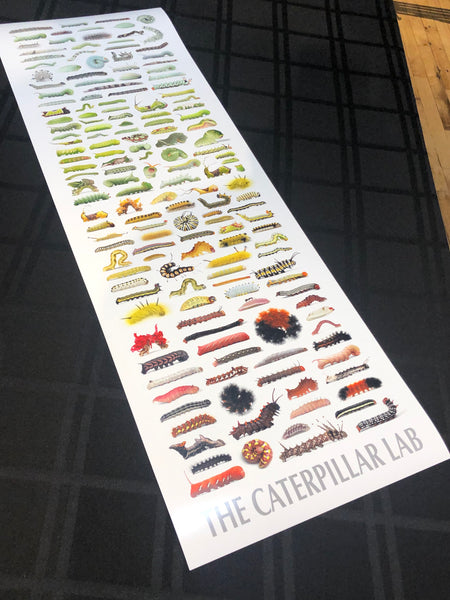 Color Tower Caterpillars Poster 12x36in